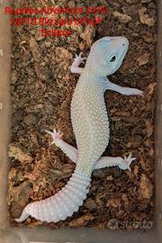 Geco leopardino leucistico