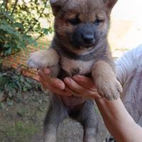 Cuccioli di Shiba Inu