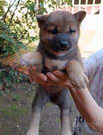 Cuccioli di Shiba Inu