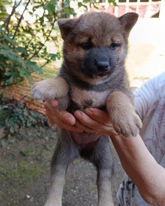 Cuccioli di Shiba Inu
