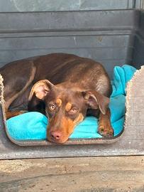 Perla, cucciola taglia piccola in adozione