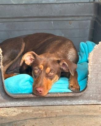 Perla, cucciola taglia piccola in adozione