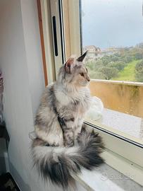 Gatto mainecoon
