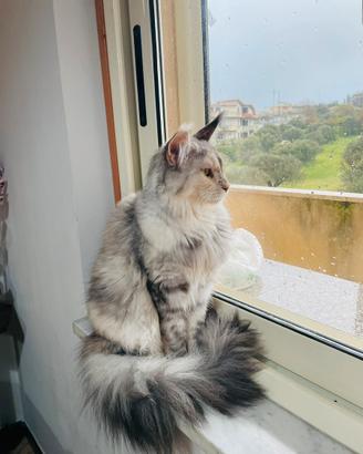 Gatto mainecoon