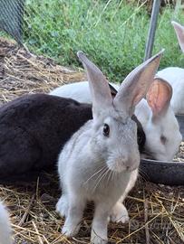 Conigli allevati con passione