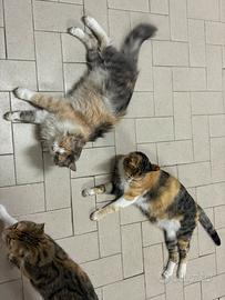 3 gattine in adozione