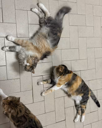 3 gattine in adozione