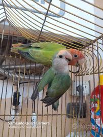 Coppia inseparabile