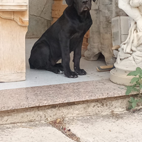 Cucciola corso