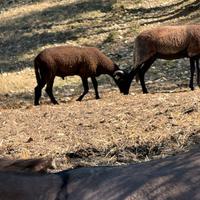 Agnello massese arr arr