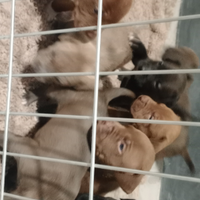 Pitbul