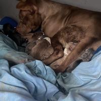 Cuccioli pitbull