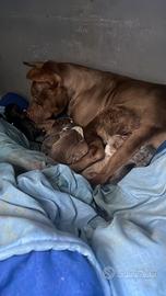 Cuccioli pitbull