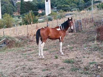 Puledro