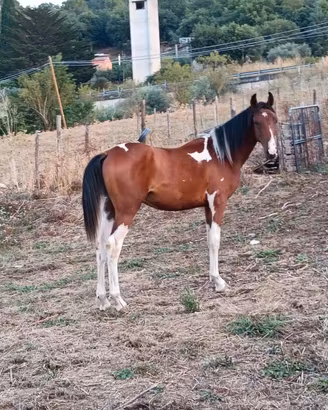 Puledro
