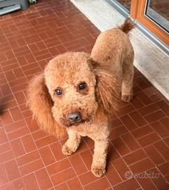 Lucky, barboncino per monta