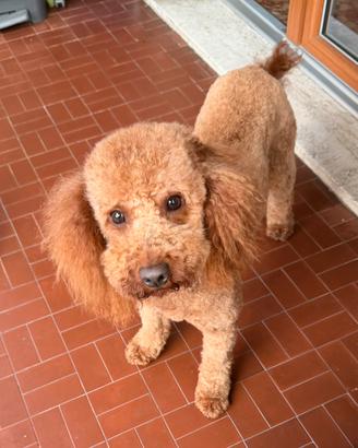 Lucky, barboncino per monta