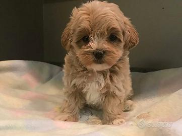 Maltipoo mini