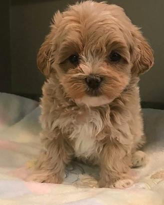 Maltipoo mini