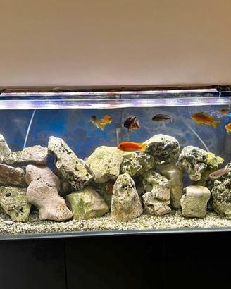 acquario 240 litri