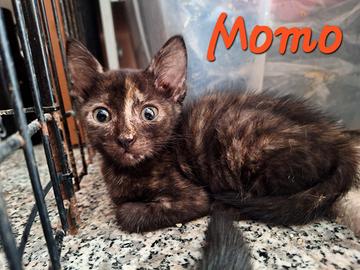 Hana e Momo, gattine di tre mesi