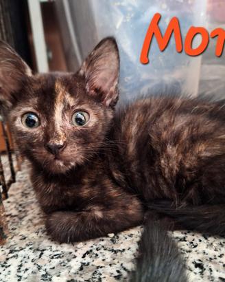Hana e Momo, gattine di tre mesi