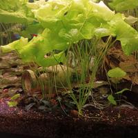 Pianta acquario tropicale 