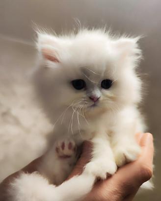 Cuccioli - Persiani