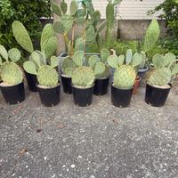 Fichi d’india contorti in vaso