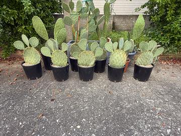 Fichi d’india contorti in vaso