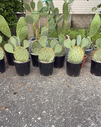 Fichi d’india contorti in vaso