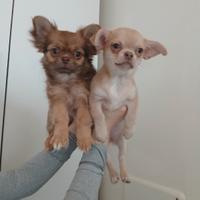 Cucciole chihuahua