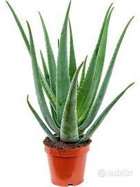Aloe vera