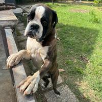 Boxer tigrato