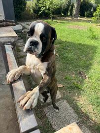 Boxer tigrato