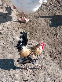 Galline nane