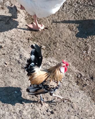 Galline nane