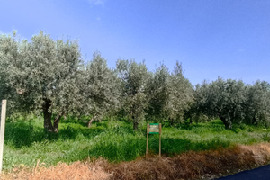 Terreno edificabile b1