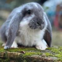 Coniglio gigante ariete