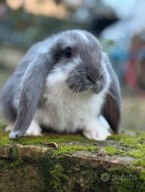 Coniglio gigante ariete