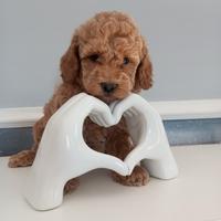 Barboncina Toy padre con pedigree