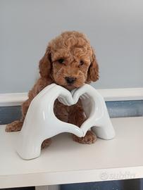 Barboncina Toy padre con pedigree