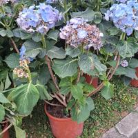 Piante di Ortensia 