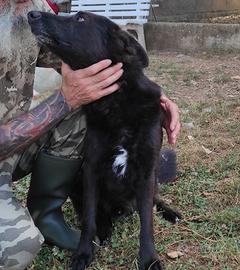 Cagnolino in adozione