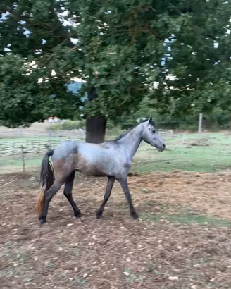 Puledro maschio