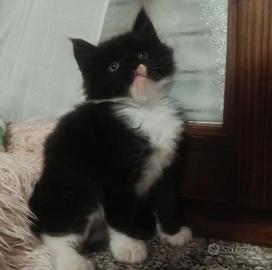 Cuccioli Maine coon