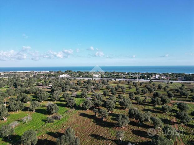 TER. AGRICOLO A POLIGNANO A MARE