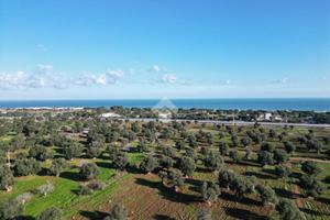 TER. AGRICOLO A POLIGNANO A MARE