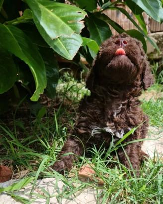 Lagotto romagnolo