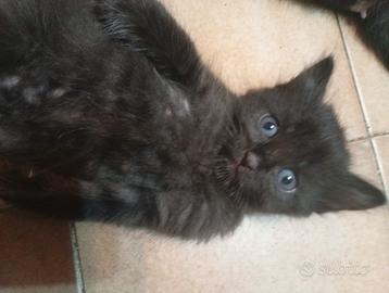 Gattini
